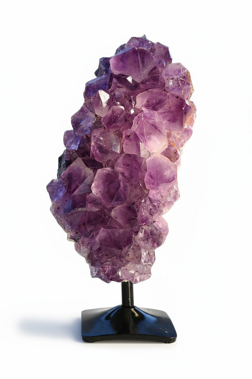 Violet Harmony